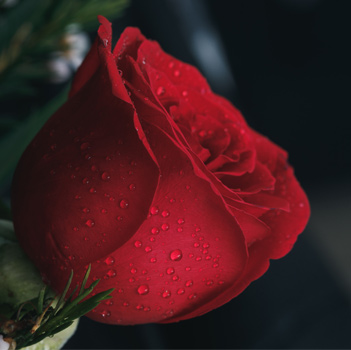 Enviar rosa roja de funeral, flores funerarias para difuntos